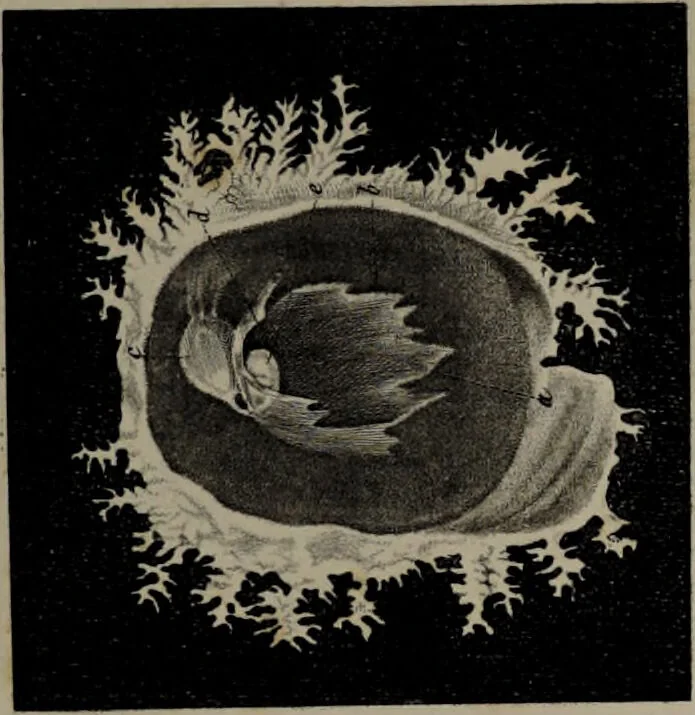 An illustration from Die Gebärmutter und das Ei des Menschen in den ersten Schwangerschaftsmonaten : nach der Natur dargestellt / von Burkhard Wilhelm Seiler. Mit zwölf Kupfertafeln., 1832, leaf 65