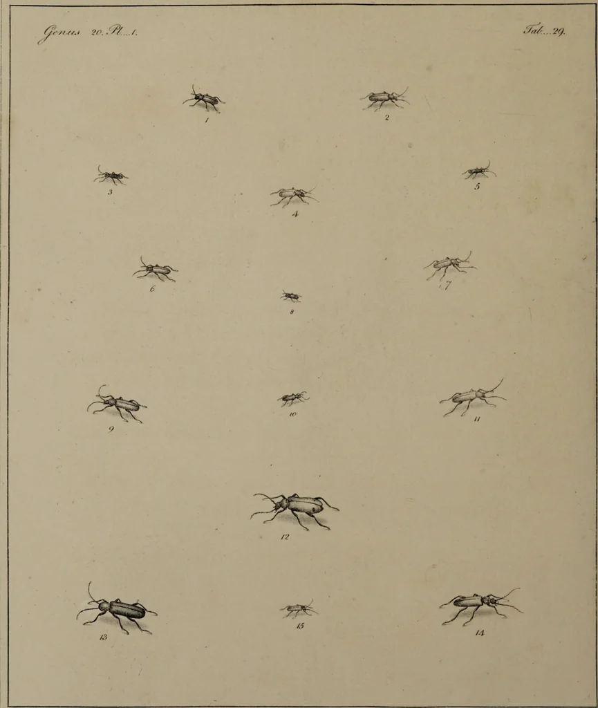 An illustration from The English entomologist exhibiting all the coleopterous insects found in England ... / drawn and painted after nature. Arranged and named according to the Linnean system by Thomas Martyn., 1792, leaf 100