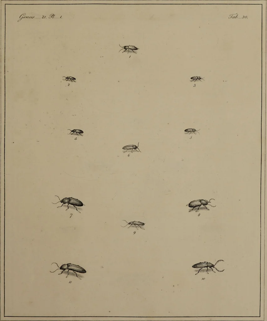 An illustration from The English entomologist exhibiting all the coleopterous insects found in England ... / drawn and painted after nature. Arranged and named according to the Linnean system by Thomas Martyn., 1792, leaf 103