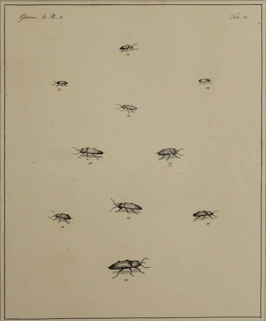 An illustration from The English entomologist exhibiting all the coleopterous insects found in England ... / drawn and painted after nature. Arranged and named according to the Linnean system by Thomas Martyn., 1792, leaf 105