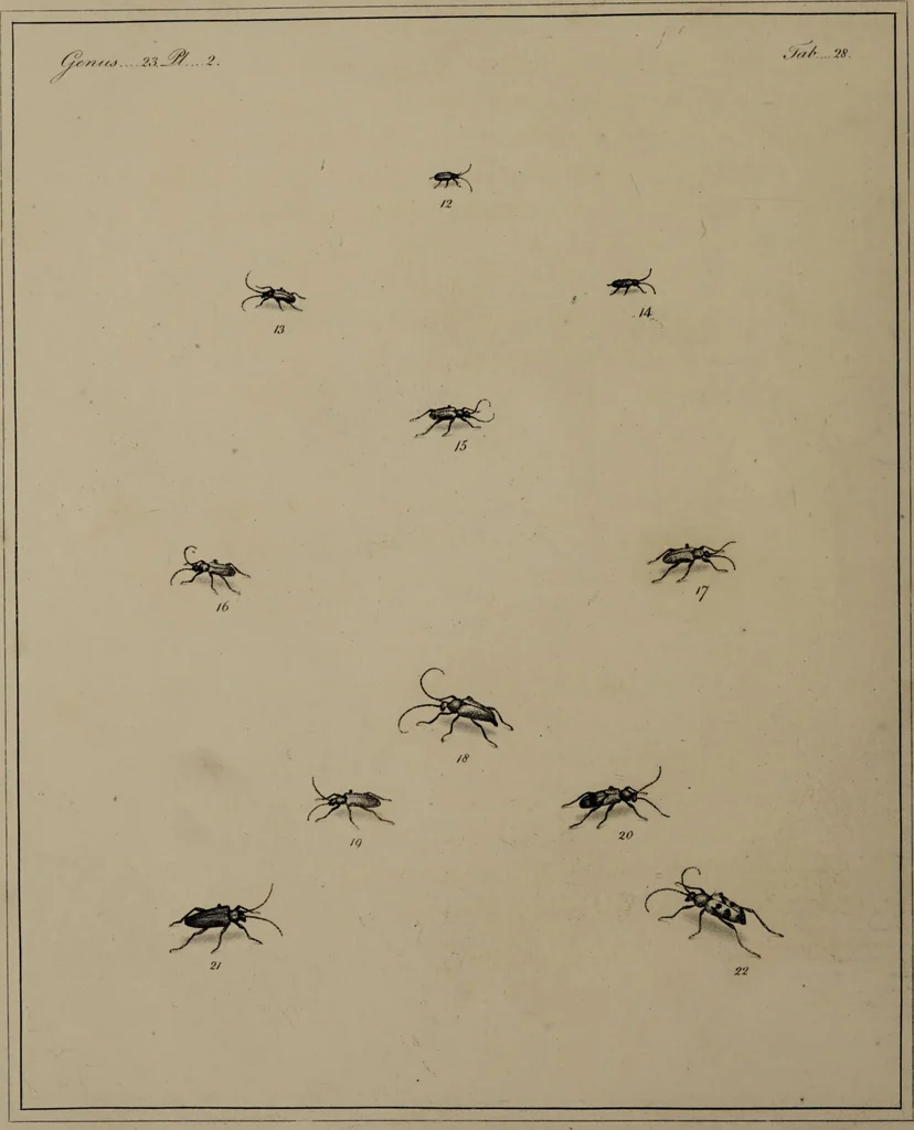 An illustration from The English entomologist exhibiting all the coleopterous insects found in England ... / drawn and painted after nature. Arranged and named according to the Linnean system by Thomas Martyn., 1792, leaf 108