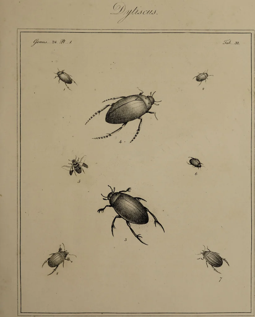 An illustration from The English entomologist exhibiting all the coleopterous insects found in England ... / drawn and painted after nature. Arranged and named according to the Linnean system by Thomas Martyn., 1792, leaf 111