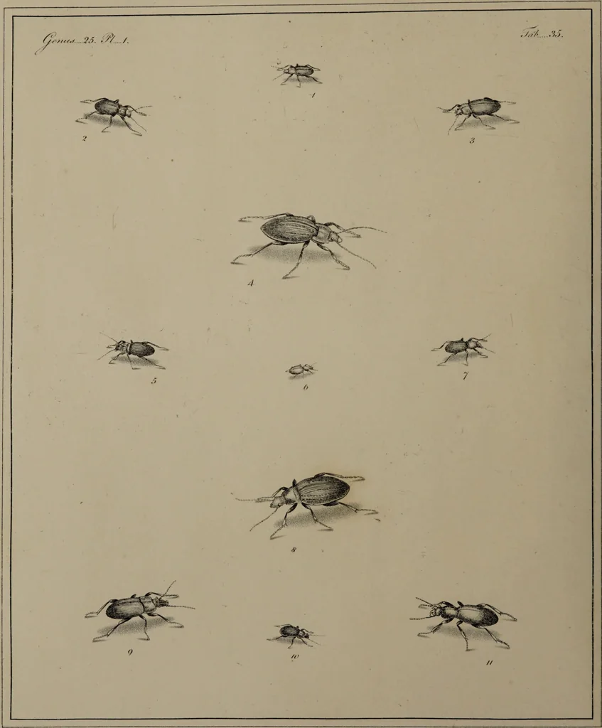 An illustration from The English entomologist exhibiting all the coleopterous insects found in England ... / drawn and painted after nature. Arranged and named according to the Linnean system by Thomas Martyn., 1792, leaf 118