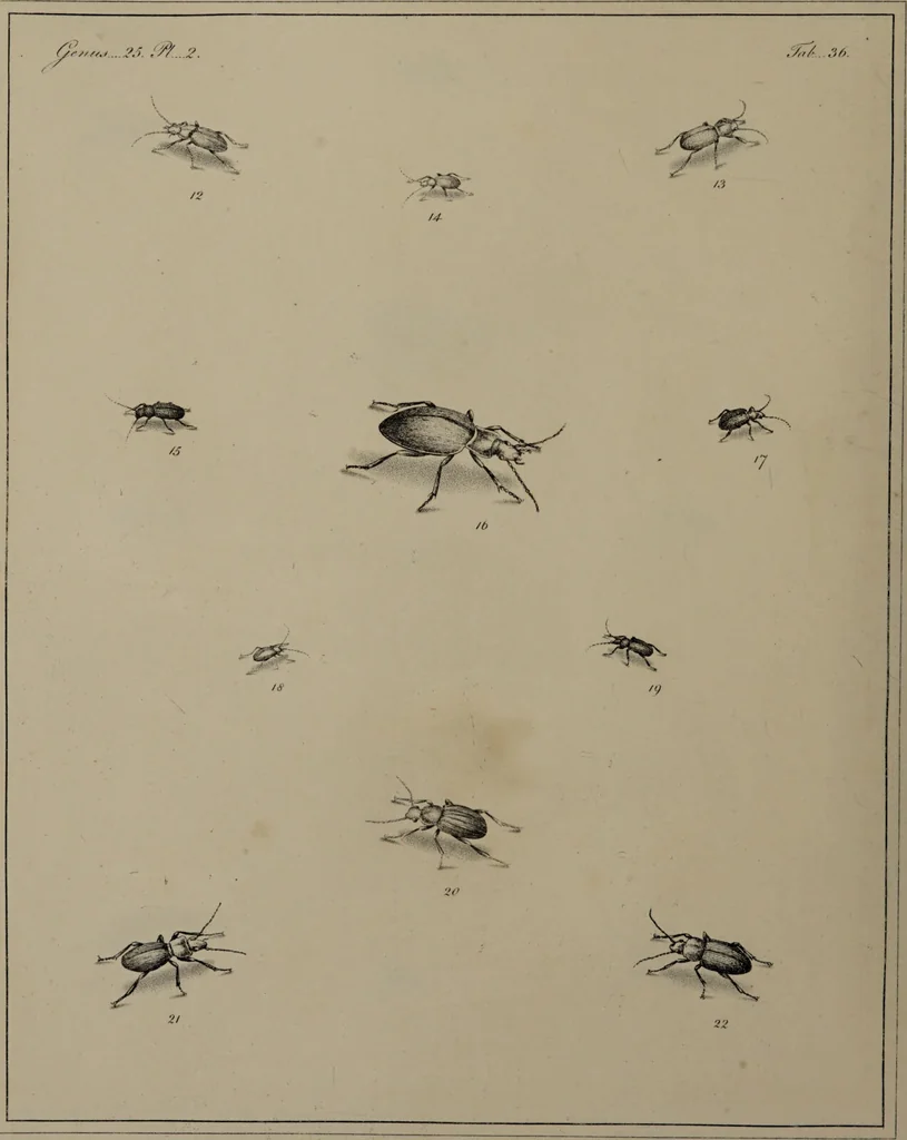 An illustration from The English entomologist exhibiting all the coleopterous insects found in England ... / drawn and painted after nature. Arranged and named according to the Linnean system by Thomas Martyn., 1792, leaf 120