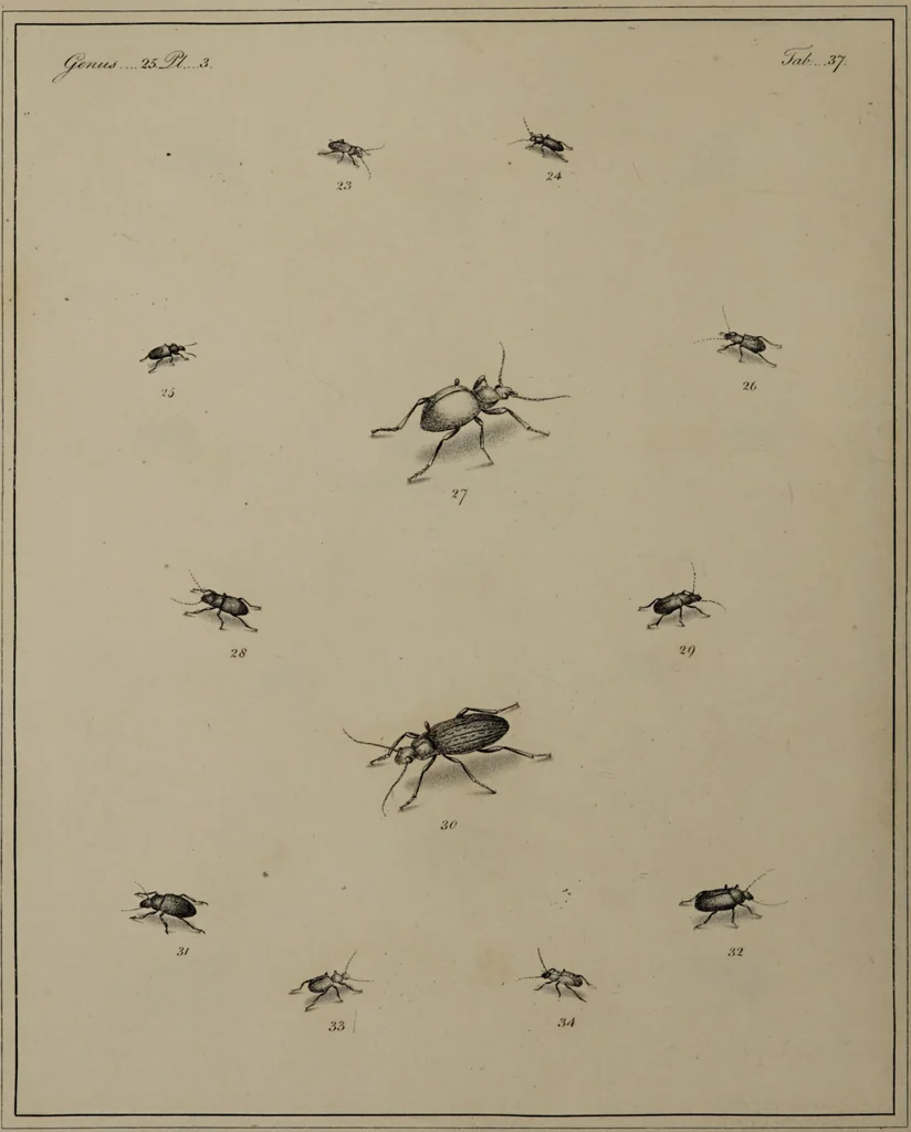 An illustration from The English entomologist exhibiting all the coleopterous insects found in England ... / drawn and painted after nature. Arranged and named according to the Linnean system by Thomas Martyn., 1792, leaf 122
