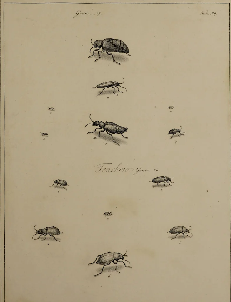 An illustration from The English entomologist exhibiting all the coleopterous insects found in England ... / drawn and painted after nature. Arranged and named according to the Linnean system by Thomas Martyn., 1792, leaf 127