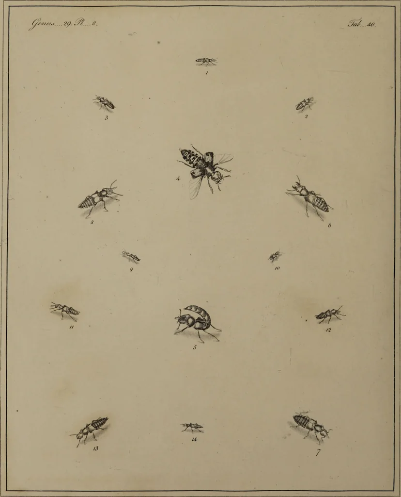 An illustration from The English entomologist exhibiting all the coleopterous insects found in England ... / drawn and painted after nature. Arranged and named according to the Linnean system by Thomas Martyn., 1792, leaf 130