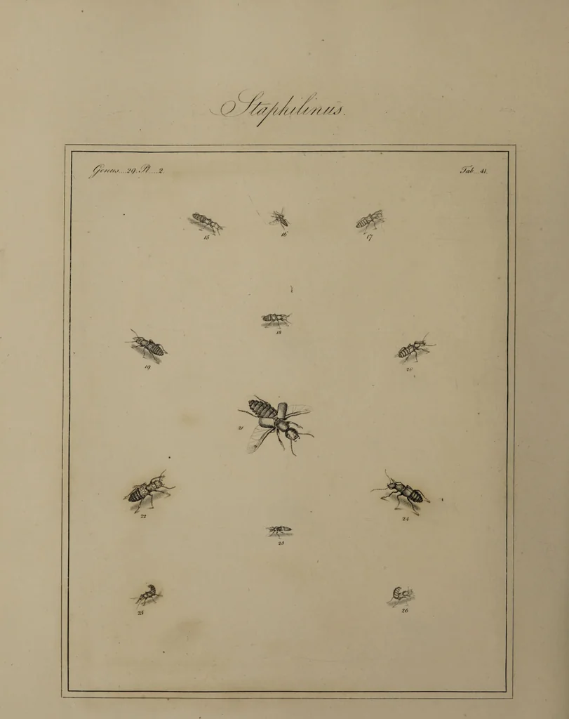 An illustration from The English entomologist exhibiting all the coleopterous insects found in England ... / drawn and painted after nature. Arranged and named according to the Linnean system by Thomas Martyn., 1792, leaf 132
