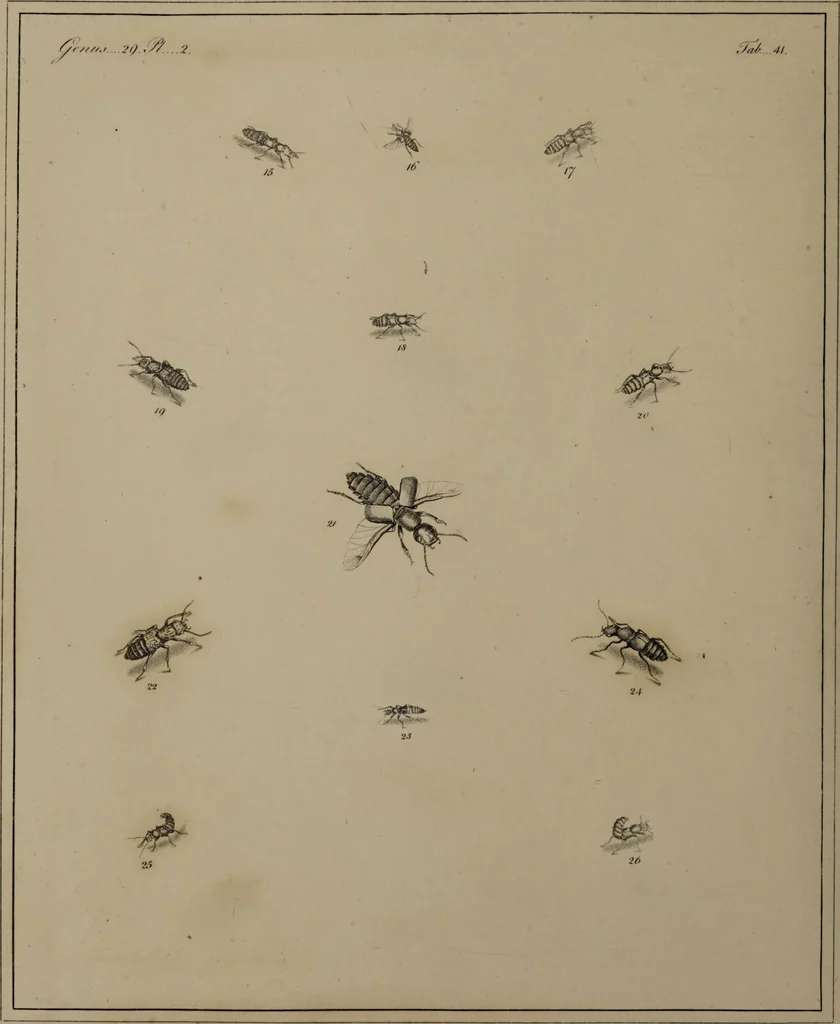 An illustration from The English entomologist exhibiting all the coleopterous insects found in England ... / drawn and painted after nature. Arranged and named according to the Linnean system by Thomas Martyn., 1792, leaf 132
