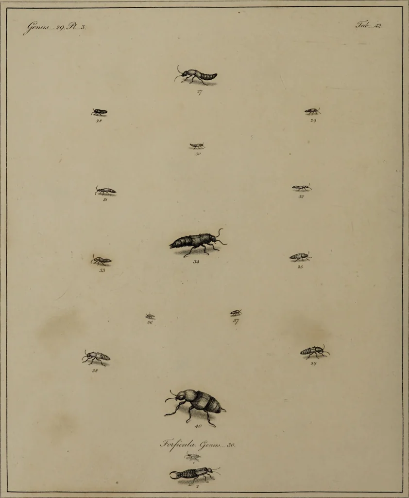 An illustration from The English entomologist exhibiting all the coleopterous insects found in England ... / drawn and painted after nature. Arranged and named according to the Linnean system by Thomas Martyn., 1792, leaf 134