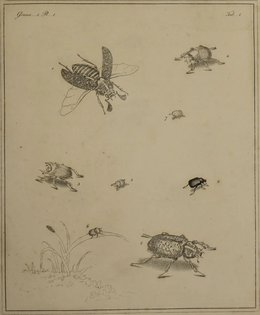 An illustration from The English entomologist exhibiting all the coleopterous insects found in England ... / drawn and painted after nature. Arranged and named according to the Linnean system by Thomas Martyn., 1792, leaf 37