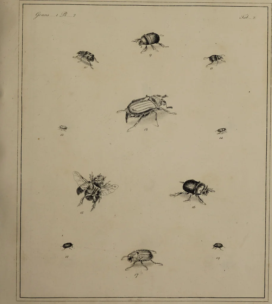 An illustration from The English entomologist exhibiting all the coleopterous insects found in England ... / drawn and painted after nature. Arranged and named according to the Linnean system by Thomas Martyn., 1792, leaf 39
