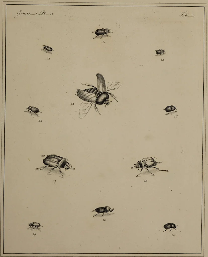 An illustration from The English entomologist exhibiting all the coleopterous insects found in England ... / drawn and painted after nature. Arranged and named according to the Linnean system by Thomas Martyn., 1792, leaf 41