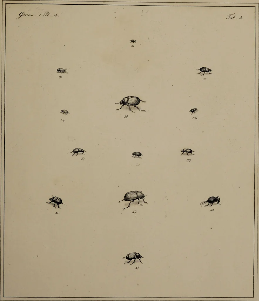 An illustration from The English entomologist exhibiting all the coleopterous insects found in England ... / drawn and painted after nature. Arranged and named according to the Linnean system by Thomas Martyn., 1792, leaf 43