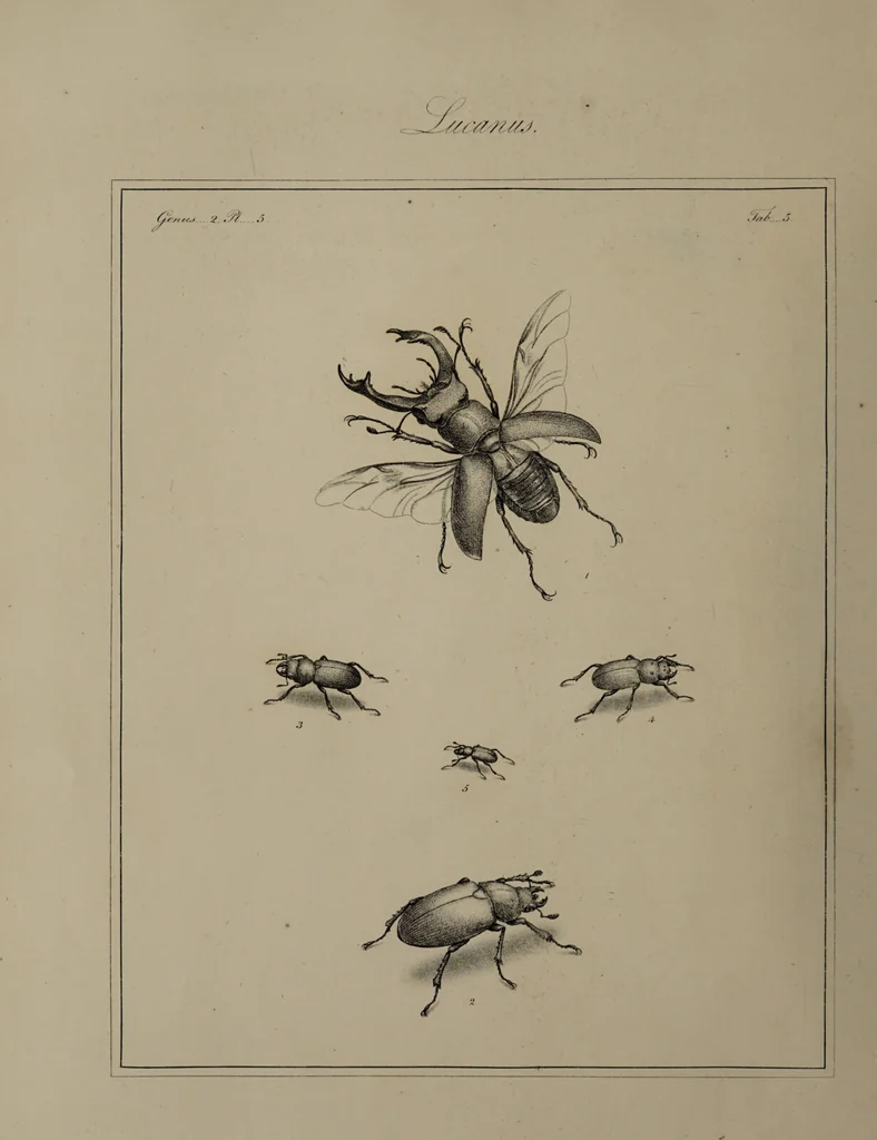 An illustration from The English entomologist exhibiting all the coleopterous insects found in England ... / drawn and painted after nature. Arranged and named according to the Linnean system by Thomas Martyn., 1792, leaf 46