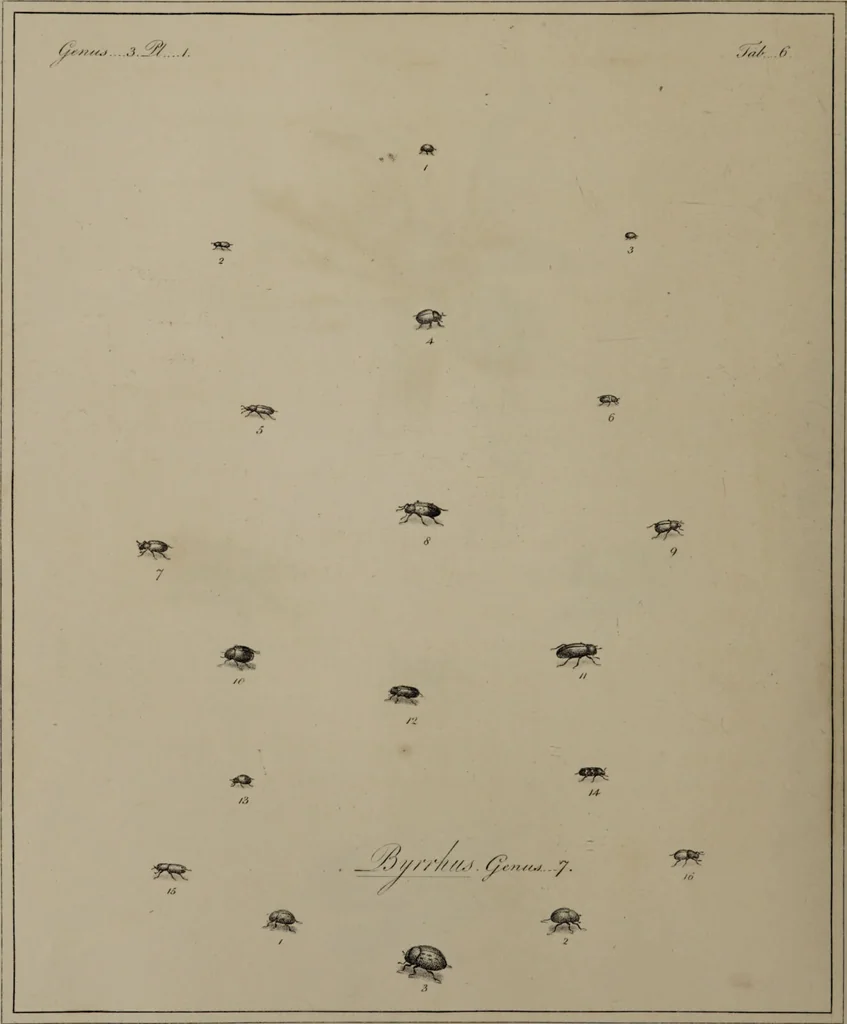 An illustration from The English entomologist exhibiting all the coleopterous insects found in England ... / drawn and painted after nature. Arranged and named according to the Linnean system by Thomas Martyn., 1792, leaf 48