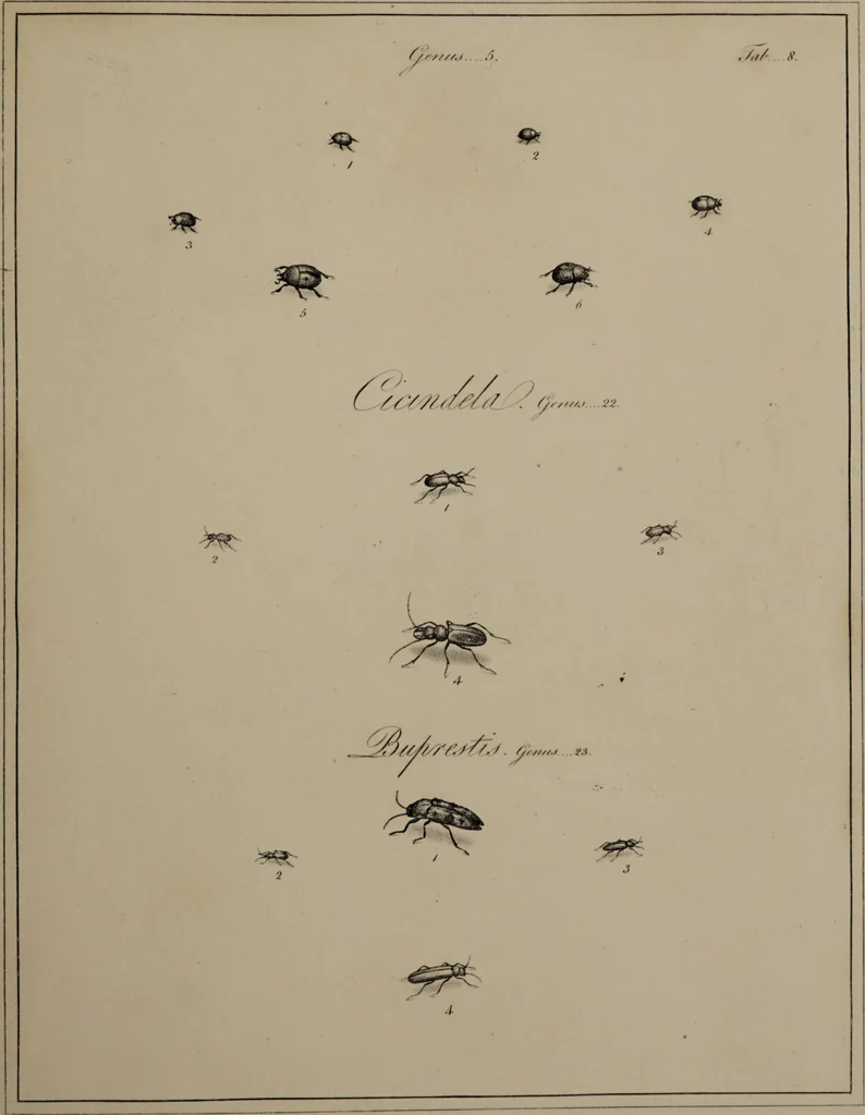 An illustration from The English entomologist exhibiting all the coleopterous insects found in England ... / drawn and painted after nature. Arranged and named according to the Linnean system by Thomas Martyn., 1792, leaf 53