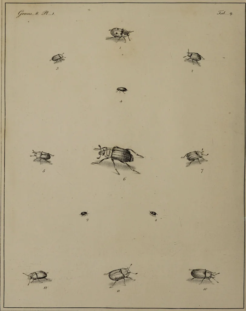 An illustration from The English entomologist exhibiting all the coleopterous insects found in England ... / drawn and painted after nature. Arranged and named according to the Linnean system by Thomas Martyn., 1792, leaf 56