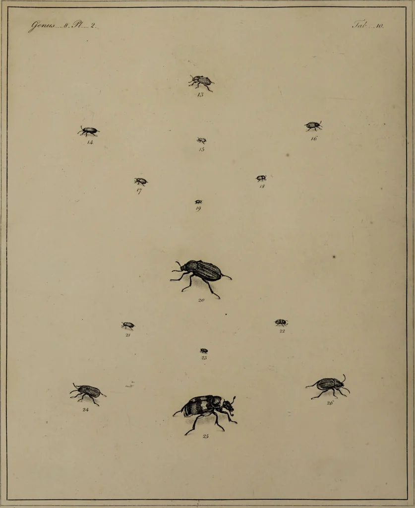 An illustration from The English entomologist exhibiting all the coleopterous insects found in England ... / drawn and painted after nature. Arranged and named according to the Linnean system by Thomas Martyn., 1792, leaf 58