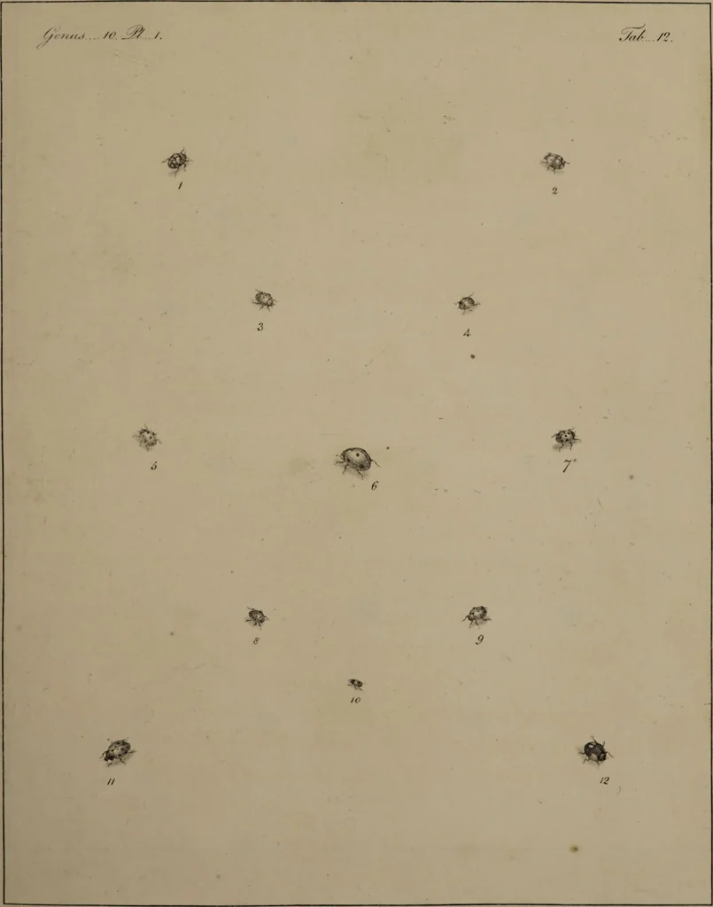 An illustration from The English entomologist exhibiting all the coleopterous insects found in England ... / drawn and painted after nature. Arranged and named according to the Linnean system by Thomas Martyn., 1792, leaf 61