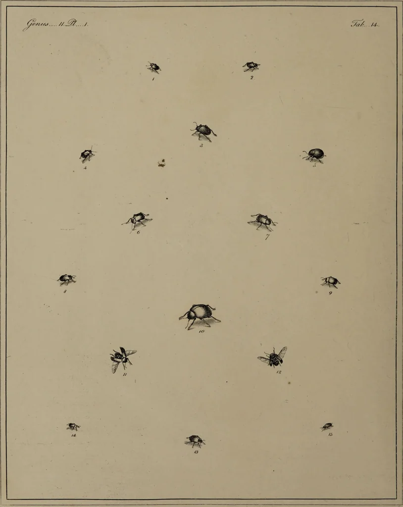 An illustration from The English entomologist exhibiting all the coleopterous insects found in England ... / drawn and painted after nature. Arranged and named according to the Linnean system by Thomas Martyn., 1792, leaf 66