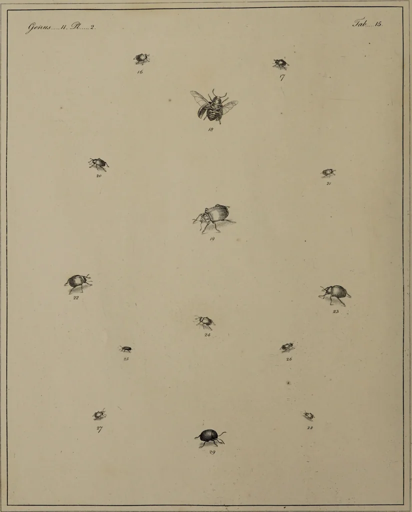 An illustration from The English entomologist exhibiting all the coleopterous insects found in England ... / drawn and painted after nature. Arranged and named according to the Linnean system by Thomas Martyn., 1792, leaf 68