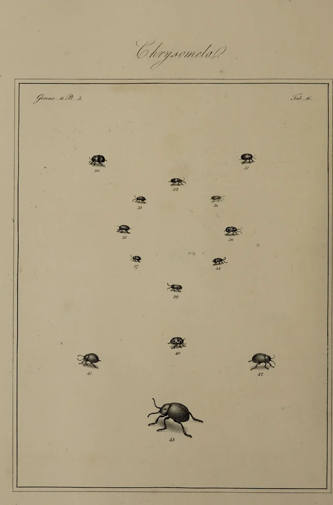 An illustration from The English entomologist exhibiting all the coleopterous insects found in England ... / drawn and painted after nature. Arranged and named according to the Linnean system by Thomas Martyn., 1792, leaf 70