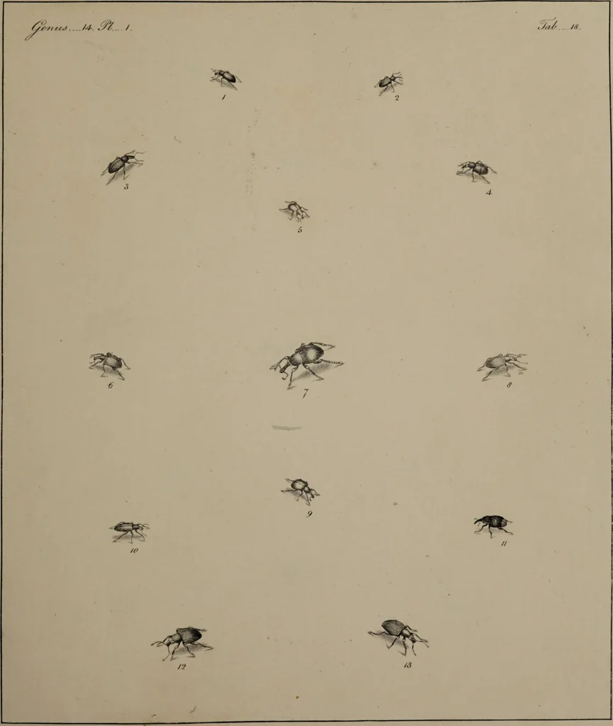 An illustration from The English entomologist exhibiting all the coleopterous insects found in England ... / drawn and painted after nature. Arranged and named according to the Linnean system by Thomas Martyn., 1792, leaf 77