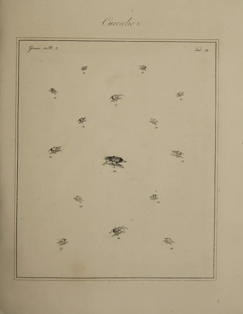 An illustration from The English entomologist exhibiting all the coleopterous insects found in England ... / drawn and painted after nature. Arranged and named according to the Linnean system by Thomas Martyn., 1792, leaf 79