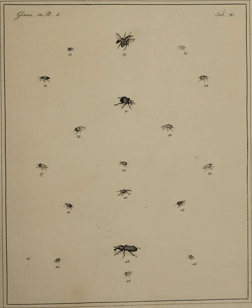 An illustration from The English entomologist exhibiting all the coleopterous insects found in England ... / drawn and painted after nature. Arranged and named according to the Linnean system by Thomas Martyn., 1792, leaf 81