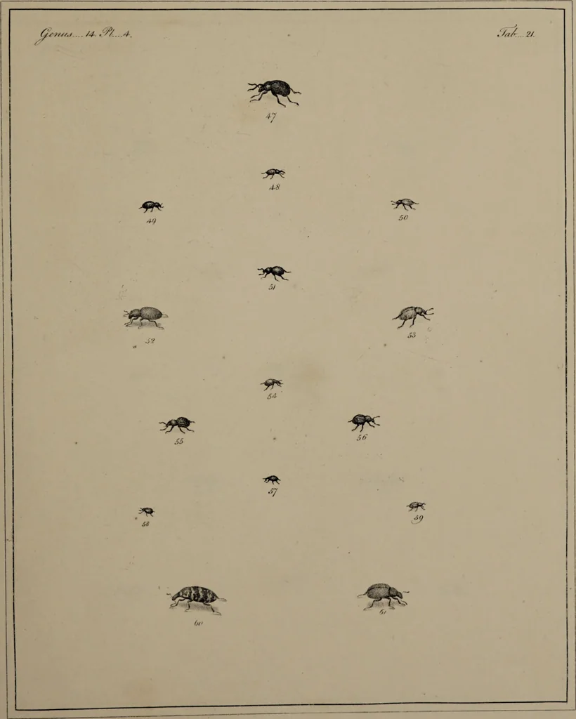 An illustration from The English entomologist exhibiting all the coleopterous insects found in England ... / drawn and painted after nature. Arranged and named according to the Linnean system by Thomas Martyn., 1792, leaf 83