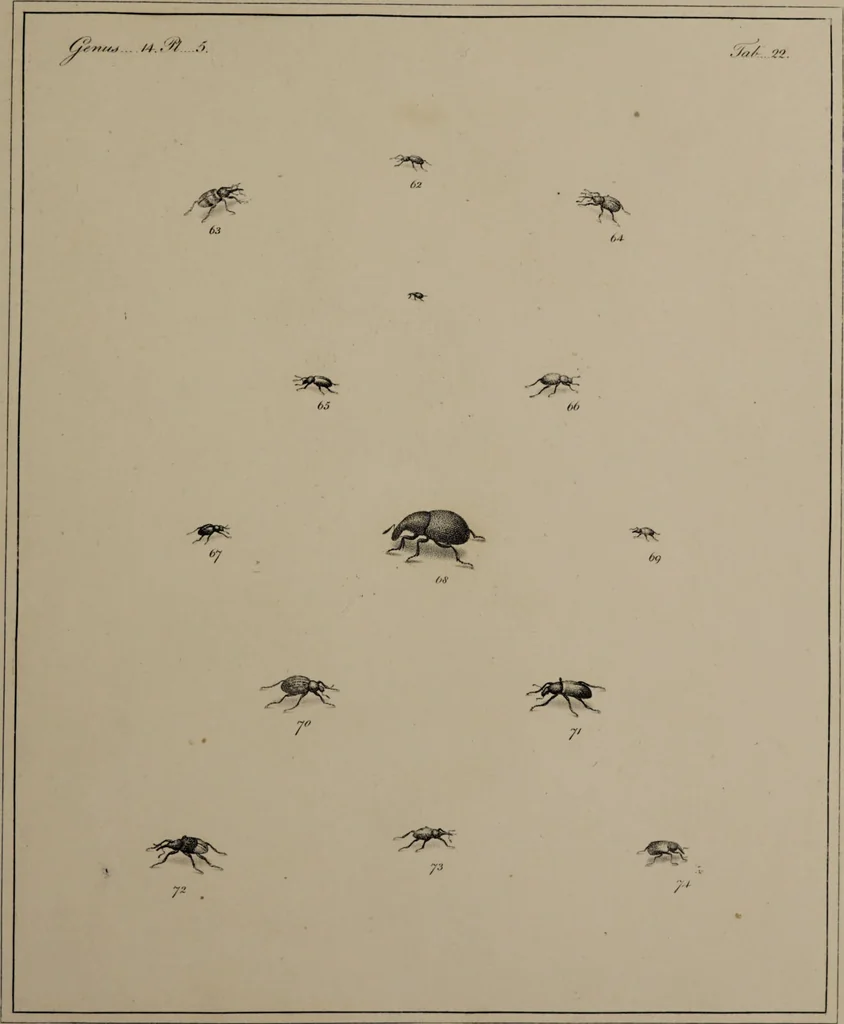 An illustration from The English entomologist exhibiting all the coleopterous insects found in England ... / drawn and painted after nature. Arranged and named according to the Linnean system by Thomas Martyn., 1792, leaf 85