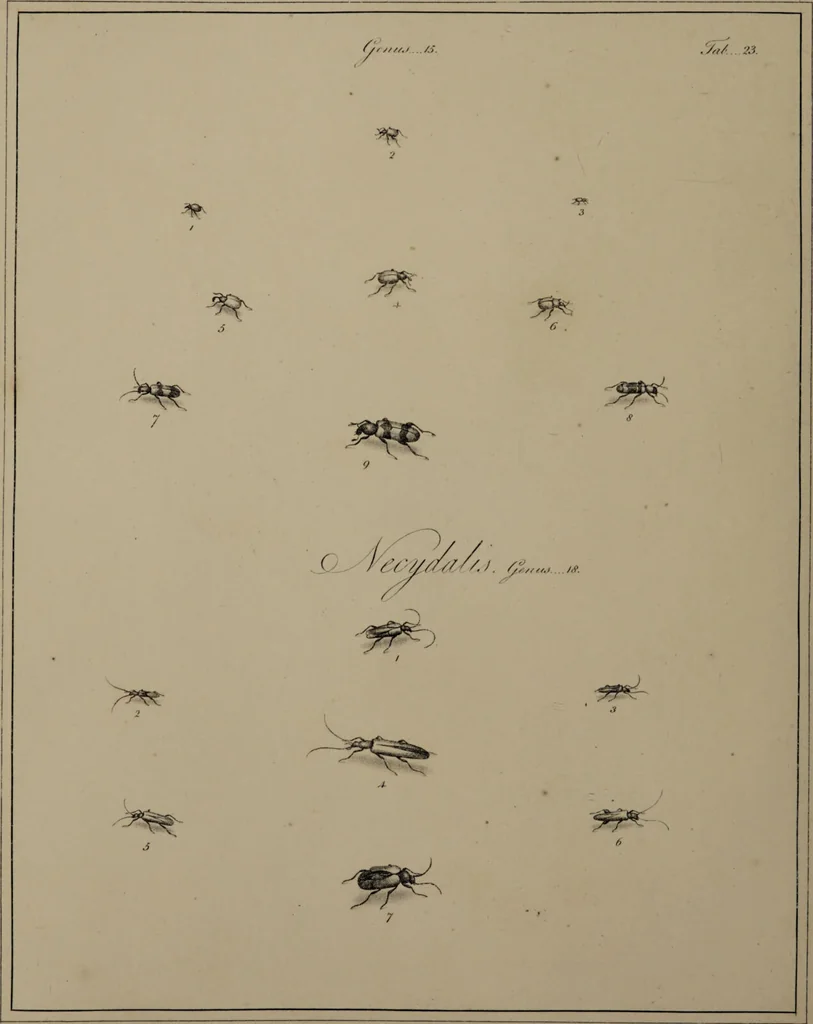 An illustration from The English entomologist exhibiting all the coleopterous insects found in England ... / drawn and painted after nature. Arranged and named according to the Linnean system by Thomas Martyn., 1792, leaf 88