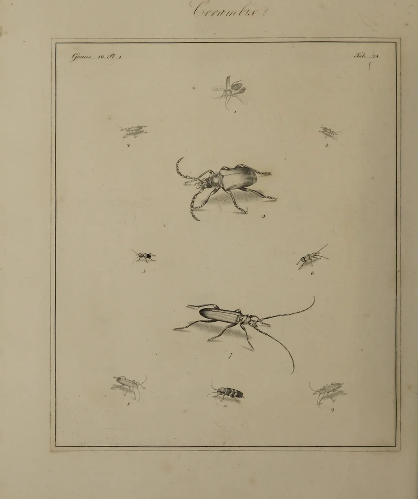 An illustration from The English entomologist exhibiting all the coleopterous insects found in England ... / drawn and painted after nature. Arranged and named according to the Linnean system by Thomas Martyn., 1792, leaf 90
