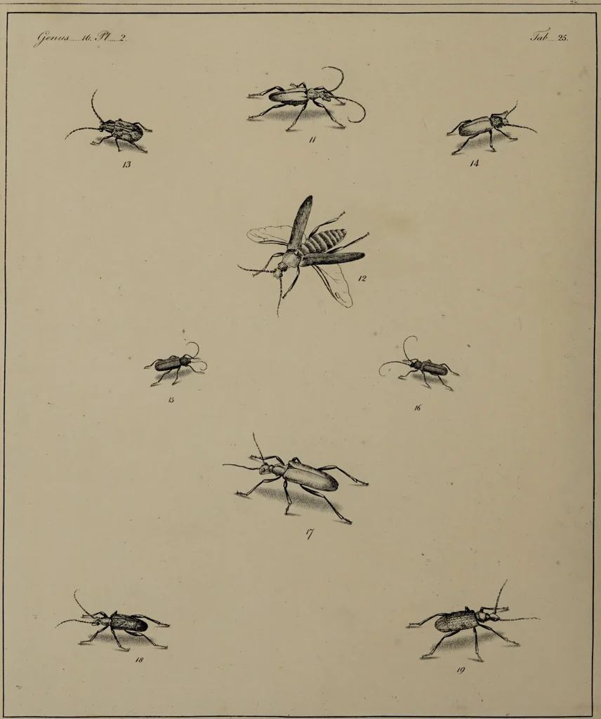 An illustration from The English entomologist exhibiting all the coleopterous insects found in England ... / drawn and painted after nature. Arranged and named according to the Linnean system by Thomas Martyn., 1792, leaf 92