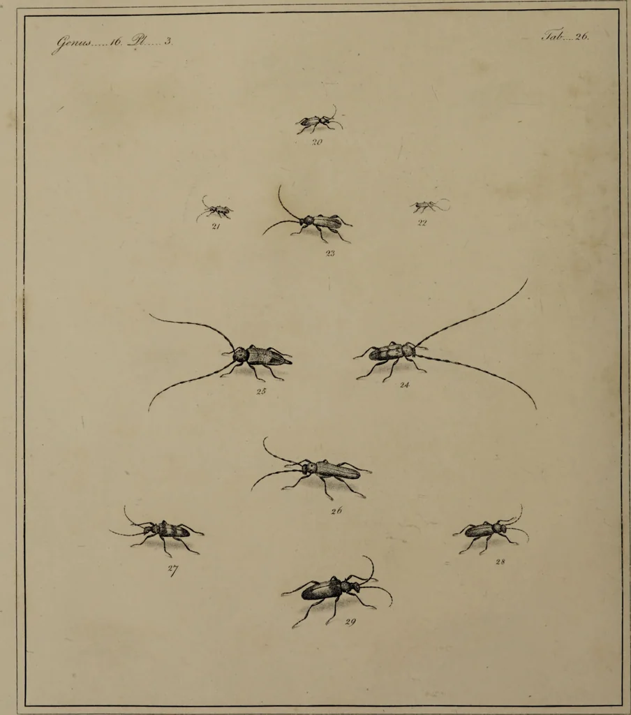 An illustration from The English entomologist exhibiting all the coleopterous insects found in England ... / drawn and painted after nature. Arranged and named according to the Linnean system by Thomas Martyn., 1792, leaf 94