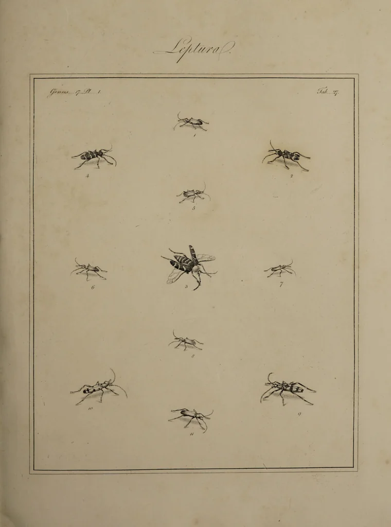An illustration from The English entomologist exhibiting all the coleopterous insects found in England ... / drawn and painted after nature. Arranged and named according to the Linnean system by Thomas Martyn., 1792, leaf 97