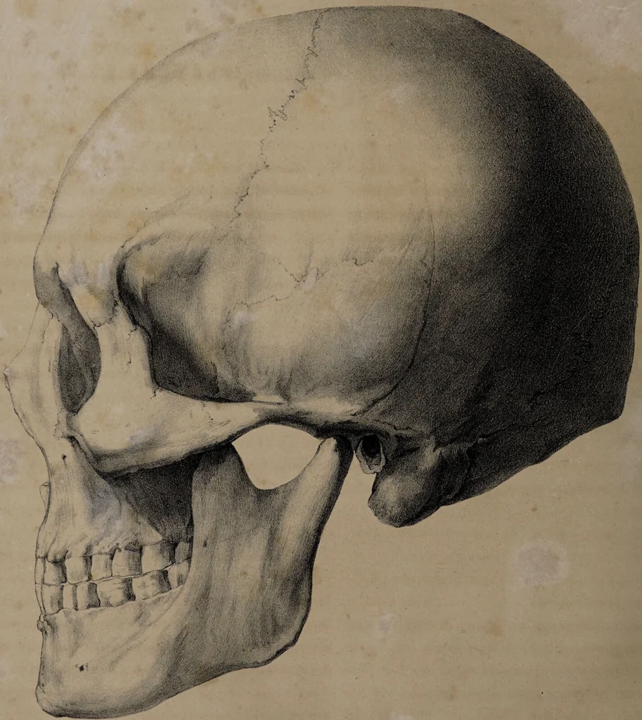 An illustration from Atlas der Cranioscopie, oder, Abbildungen der Schaedel- und Antlitzformen beruehmter oder sonst merkwuerdiger Personen / von Carl Gustav Carus., 1843, leaf 14