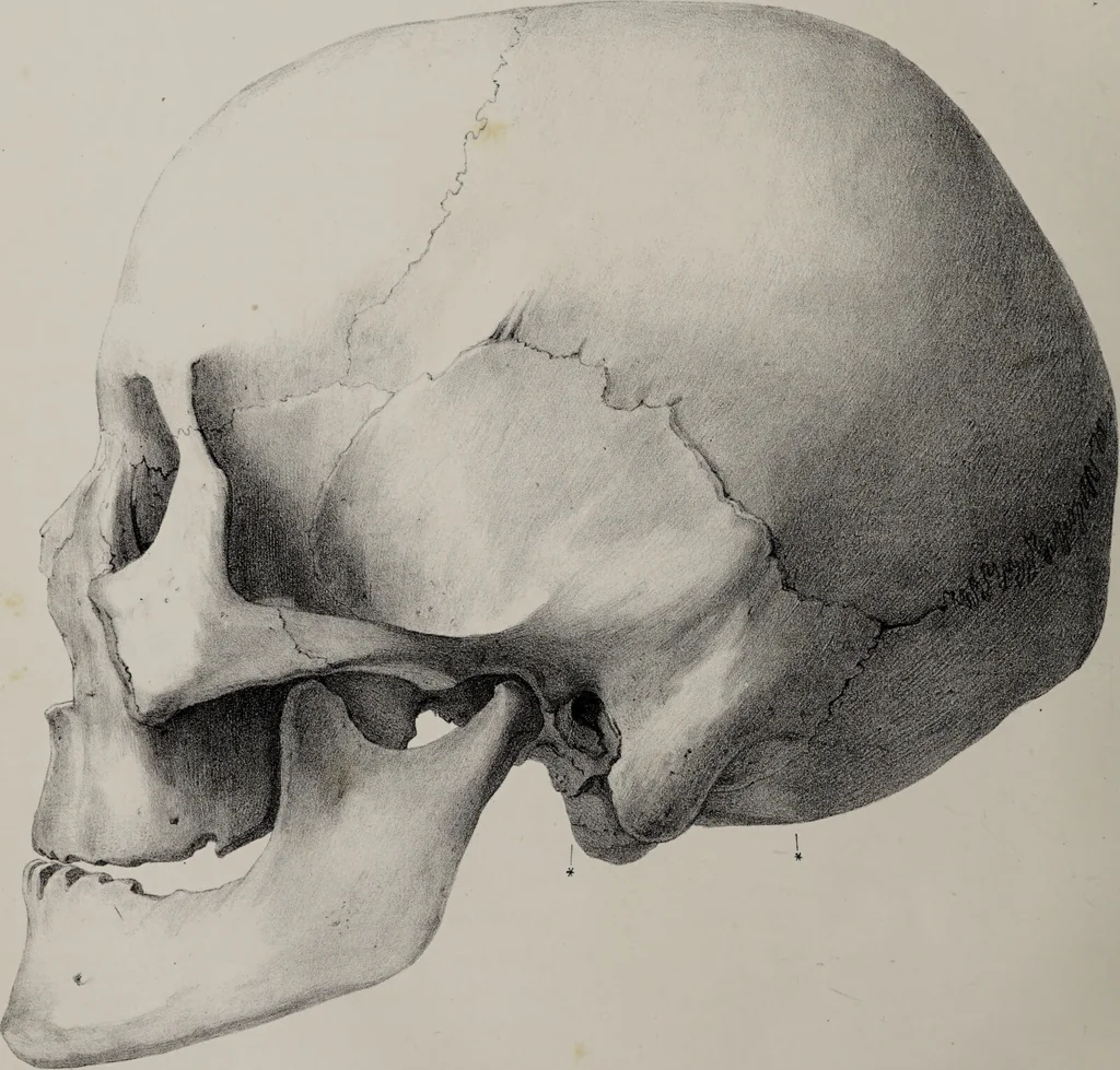 An illustration from Atlas der Cranioscopie, oder, Abbildungen der Schaedel- und Antlitzformen beruehmter oder sonst merkwuerdiger Personen / von Carl Gustav Carus., 1843, leaf 22