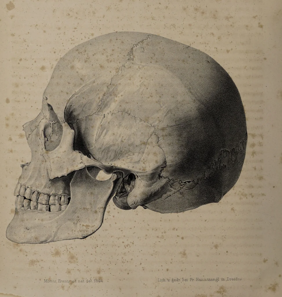 An illustration from Atlas der Cranioscopie, oder, Abbildungen der Schaedel- und Antlitzformen beruehmter oder sonst merkwuerdiger Personen / von Carl Gustav Carus., 1843, leaf 90