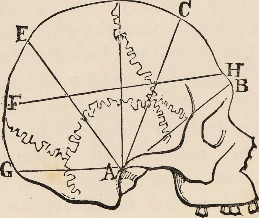 An illustration from How to learn phrenology : with hints as to the study of character / by L.N. Fowler., 1886, leaf 32