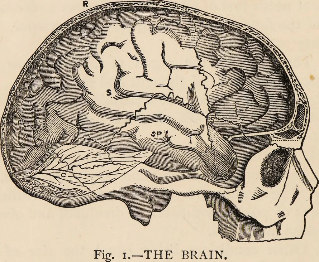 An illustration from How to learn phrenology : with hints as to the study of character / by L.N. Fowler., 1886, leaf 8
