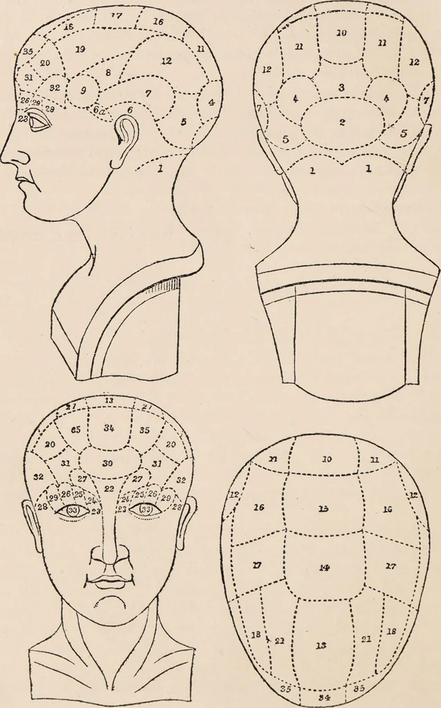 An illustration from Phrenology : how to read the head., 1890, leaf 14