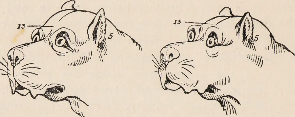An illustration from Phrenology : how to read the head., 1890, leaf 36