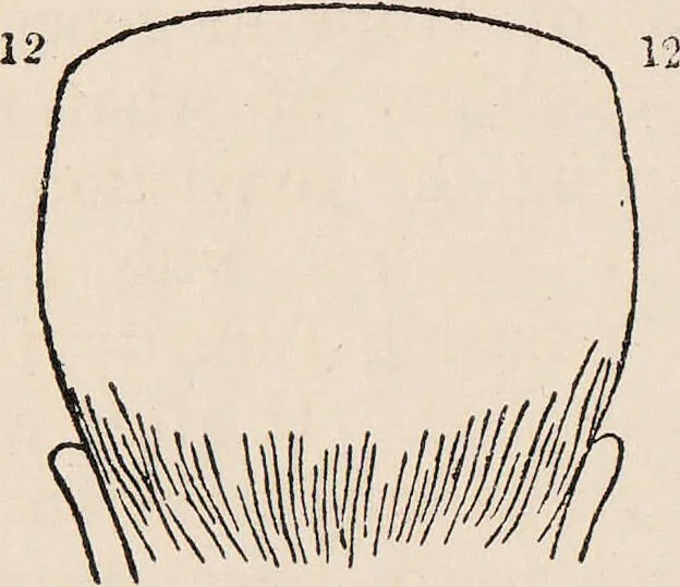An illustration from Phrenology : how to read the head., 1890, leaf 42