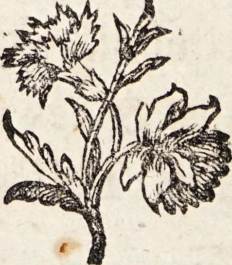 An illustration from Histoire naturelle de la parole, ou, Précis de l'origine du langage & de la grammaire universelle : extrait du Monde primitif / par M. Court de Gébelin., 1776, leaf 60