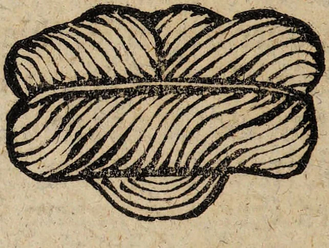 An illustration from R. Abrahami Eleazaris Uraltes chymisches Werk, welches ehedessen von dem Autore Theils in lateinischer und arabischer, Theils auch in chaldäischer und syrischer Sprache geschrieben, nachmahls von einem Anonymo in unsere deutsche Muttersprache übersetzet. Nun aber nebst zugehörigen Kupfern, Figuren ... ingleichen einigen philosophischen Regeln von dem Steine der Weisen zu Nutz und Gebrauch aller Liebhaber der edlen Hermetischen Philosophie, in II. Theilen zum öffentlichen Druck befördert worden durch Iulium Gervasium Schwartzburgicum, P. M. & I. P. E / [Abraham Eleazar]., 1760, leaf 214