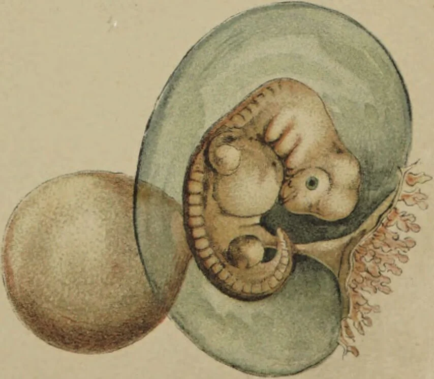 An illustration from The Antikamnia foetation and parturition chart / by Louis Crusius., 1890, leaf 5