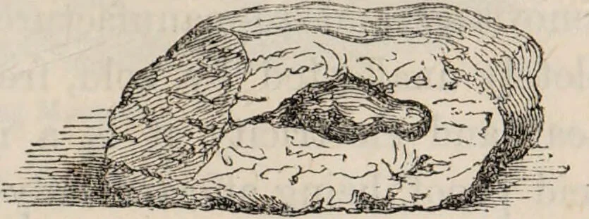An illustration from Gutta percha, its discovery, history, and manifold uses., 1851, leaf 11