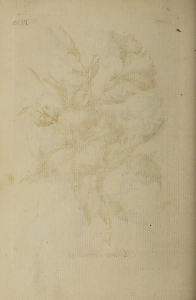 An illustration from The florist : containing sixty plates of the most beautiful flowers regularly dispos'd in their succession of blowing. To which is added an accurate description of their colours, with instructions for drawing & painting them according to nature : being a new work intended for the use & amusement of gentlemen and ladies delighting in that art., 1760, leaf 100